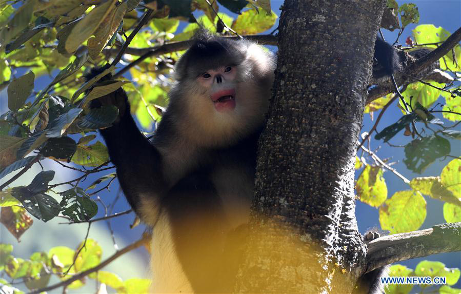 Black snub-nosed monkeys observed in S China's national park