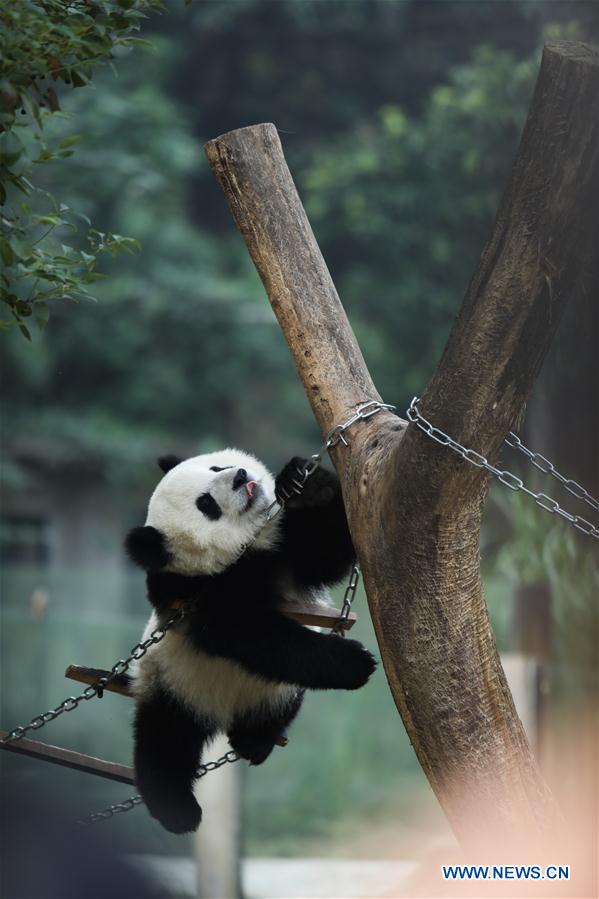 Giant pandas' happy life at Chongqing Zoo in SW China