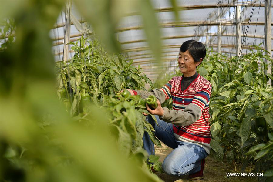 Vegetable cooperatives in Hebei bring households out of poverty