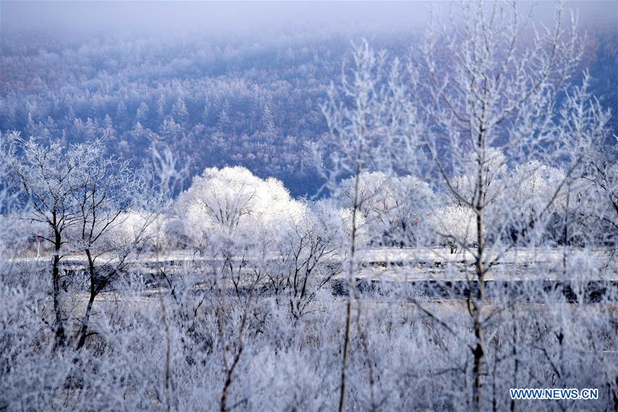 Rime scenery in Northeast China's Heilongjiang