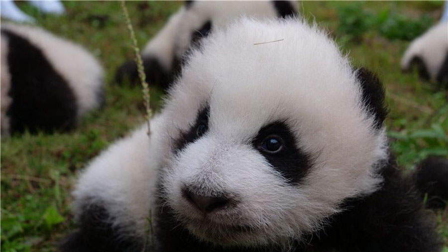 63 giant pandas born in captivity in 2017