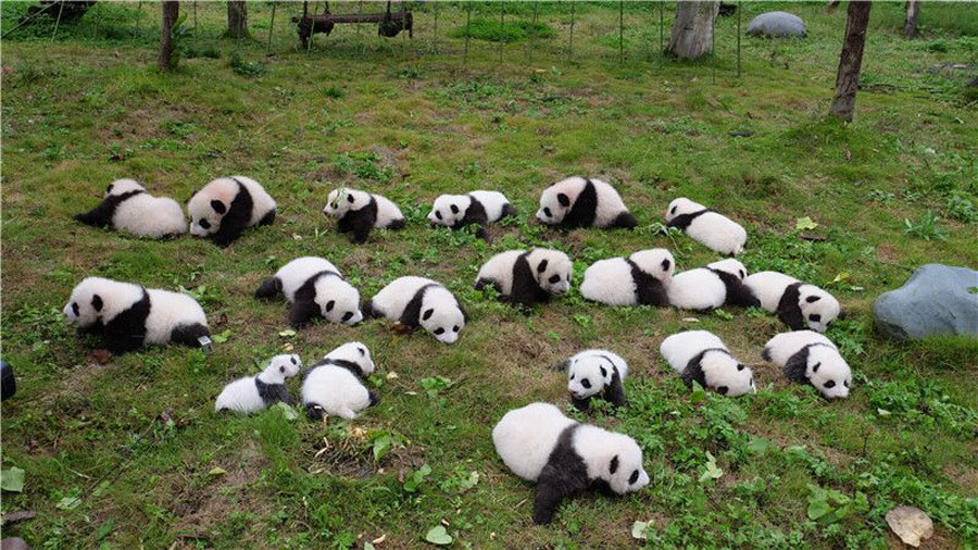 63 giant pandas born in captivity in 2017