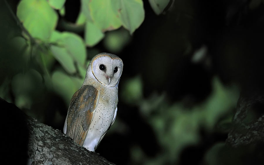Four new bird species found at 6th XTBG Birding Festival
