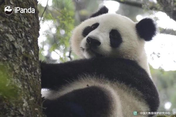 Two male panda cubs will be released in Sichuan