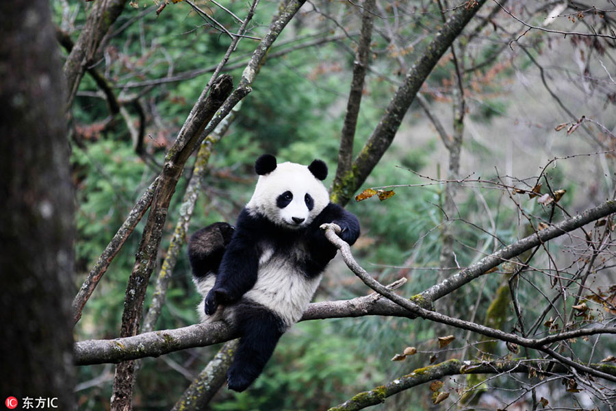 Giant panda pair to be released into wild tommorrow