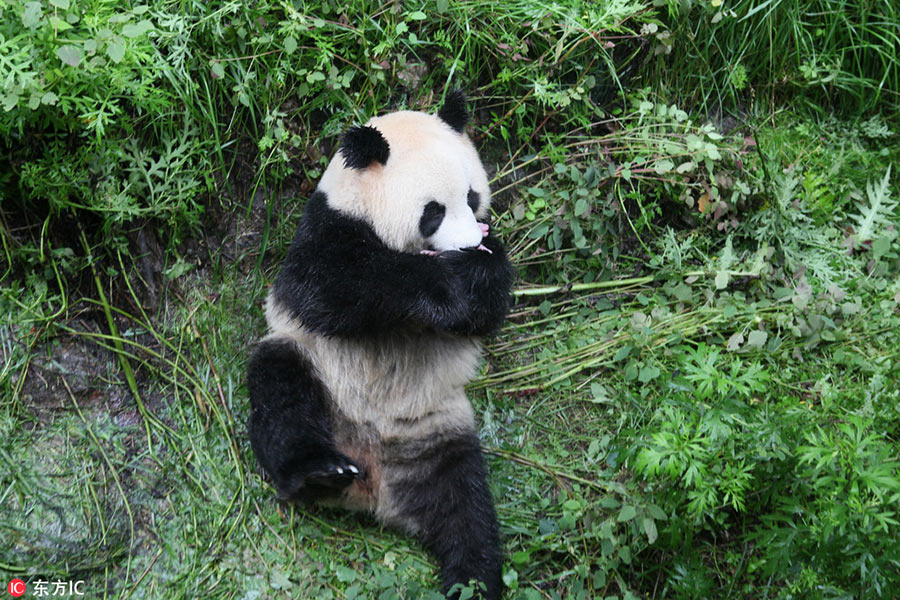 Giant panda pair to be released into wild tommorrow