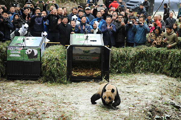 Panda pair released into wild in Sichuan