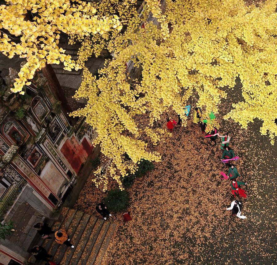 Beautiful scenery of ginkgo trees in SW China's Guizhou