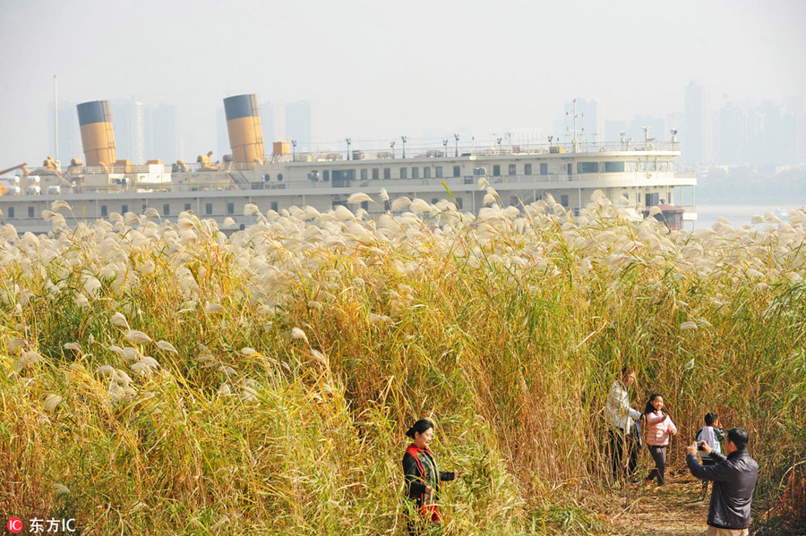 Reed Catkin Festival held in Wuhan