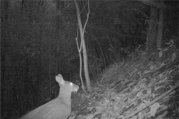 Researchers photograph elusive forest musk deer