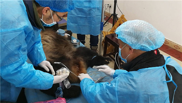 Sick panda remains in critical condition