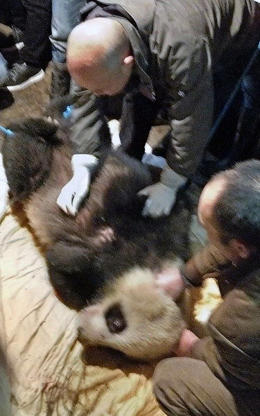 Sick panda remains in critical condition