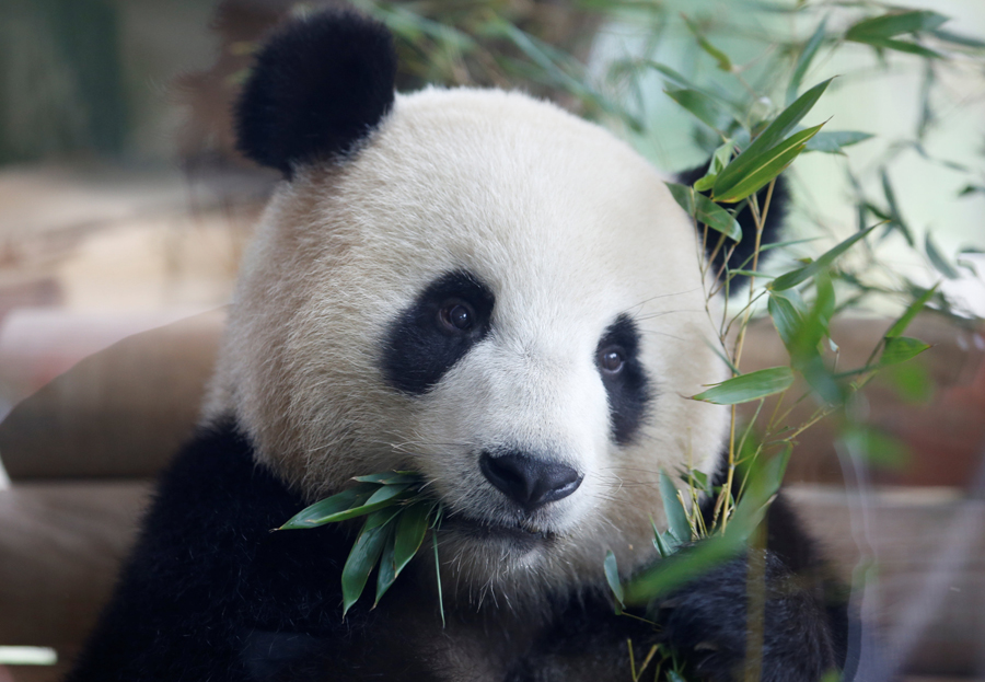 Laid-back pandas ease into new home