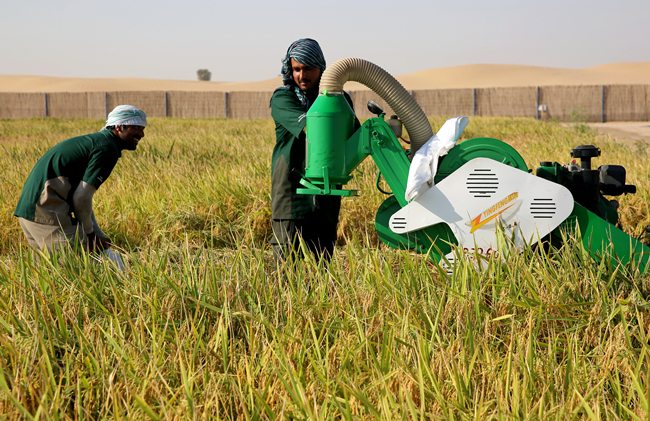 La moisson du riz chinois tolérant la salinité à Dubaï