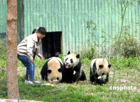 New panda cubs make their first appearance