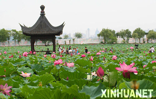 Lotus flower show opens in Central China