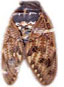 Swarms of cicadas emerging in US Midwest after 17 years