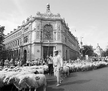 Crowds flock to shepherds protest