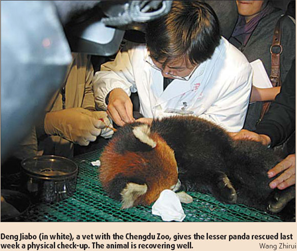 Lesser panda brought in from the cold