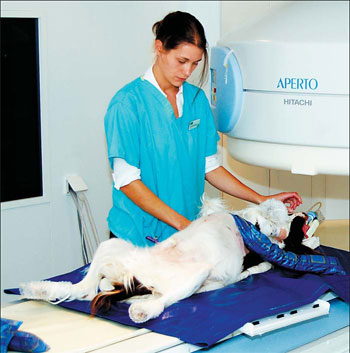 britons show dogged devotion to their pets