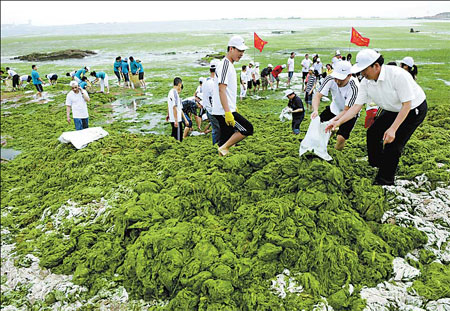 Sailing city moves to clean up algae