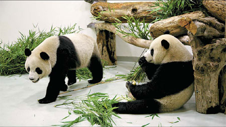 Pandas touch down to rapturous reception