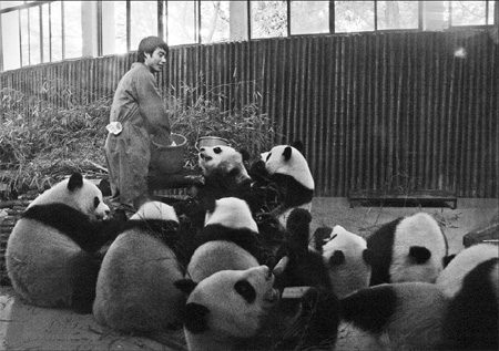 Panda-ring to their every whim