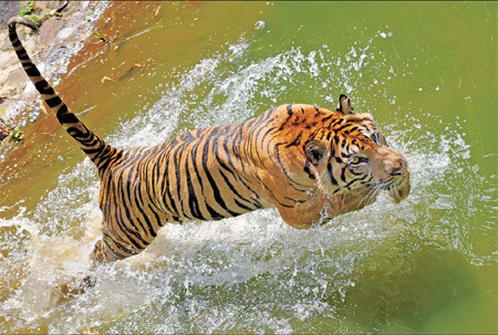 Tiger countries gathering in Indonesia to map rescue