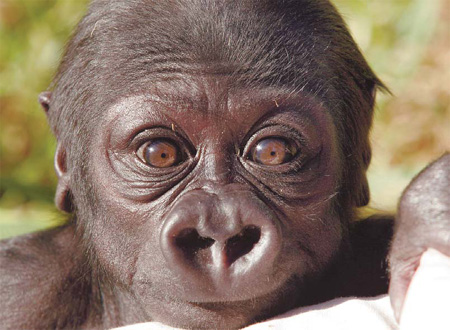 Awww ... animal babies make conservation cute