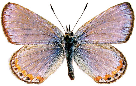 A novelist's keen eye for butterflies
