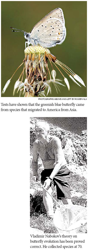 A novelist's keen eye for butterflies
