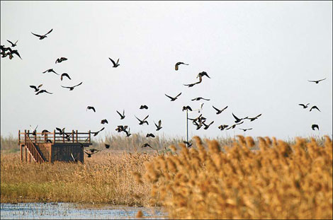 GM drives wetland protection project