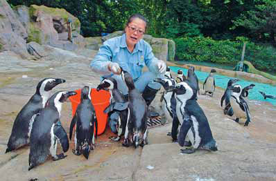 Penguin caretaker one cool customer