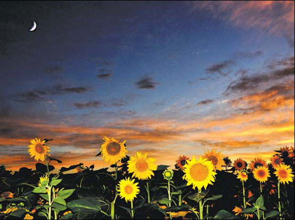Fields of sunflowers star in Gansu