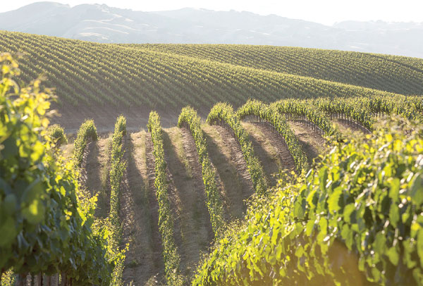 Grapes worth their weight in gold