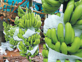 Bayer aids Yunnan banana growers in fight to protect crops