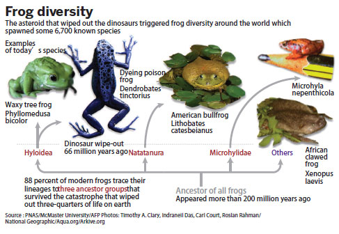 Study: Frogs flourished after dinosaurs croaked