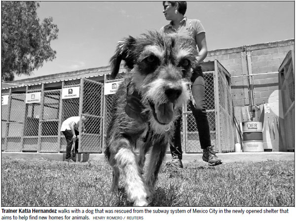 Dog's chance for subway strays