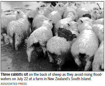 Rabbits hitch a ride to escape New Zealand floodwater