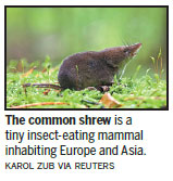 Shrews it or lose it: A critter's shrinking skull