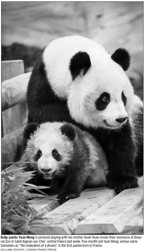 Debut for first French panda
