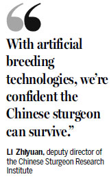 Can sturgeon be saved? It depends.