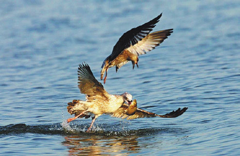 Chagan Lake project an ecological success