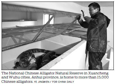 Endangered alligators sleep as humans take measures to save them