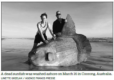 Rare fish washed ashore in Australia