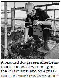 Thai oil rig workers rescue dog found 220 kilometers offshore