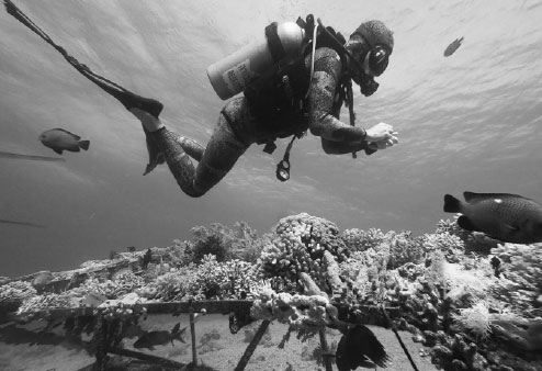 Israeli coral conservation plan needs chisel and deep blue sea
