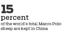More room to roam for protected flocks of Marco Polo sheep
