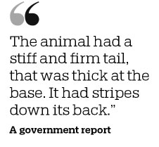 Tiger earns its stripes as a legend in Tasmania
