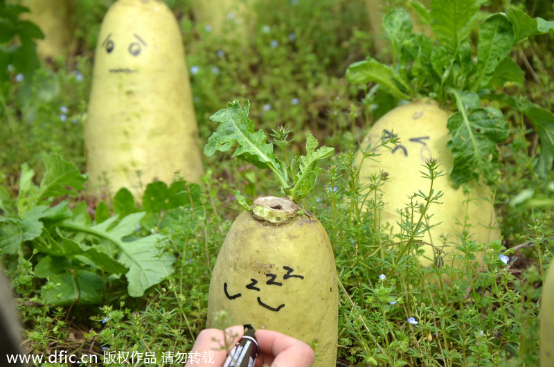 Artist gives new life to radishes